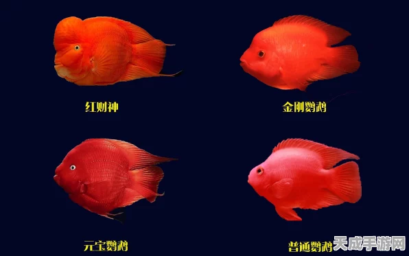 泰拉瑞亚探险指南，揭秘高效捕获金刚鹦鹉的绝妙技巧