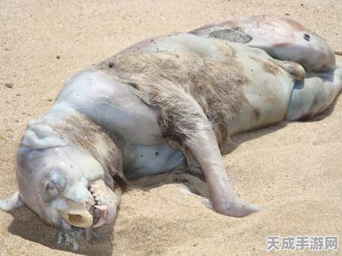 揭秘不思议迷宫，奇怪实验室2高效速刷与通关秘籍，赢取稀有奖励