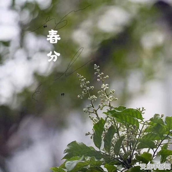 烟雨江湖深度探索，泉州支线祝融拳套任务全攻略