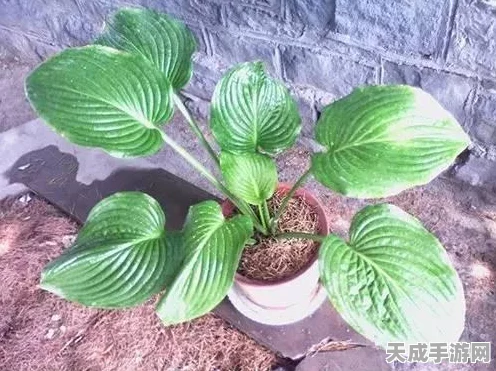 解锁秘籍！植物大战僵尸全植物获取攻略大公开