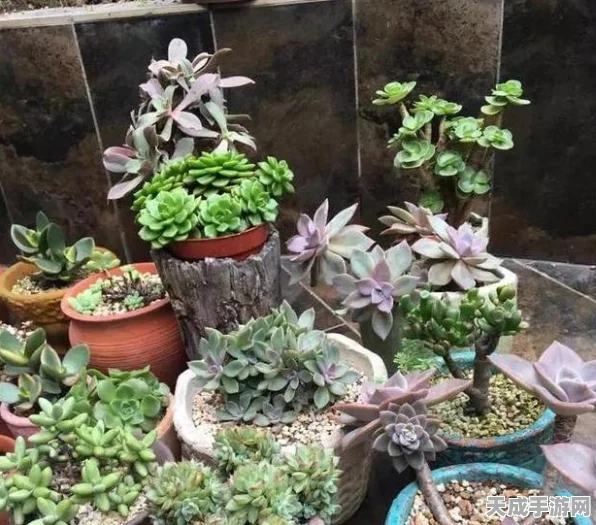 解锁秘籍！植物大战僵尸全植物获取攻略大公开