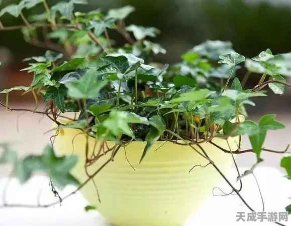 解锁秘籍！植物大战僵尸全植物获取攻略大公开