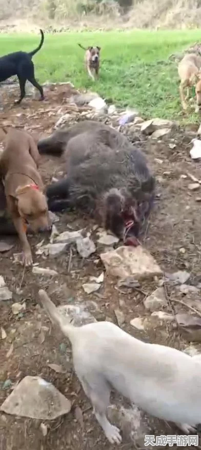 猎人神器震撼登场，一键解锁狩猎大赛，赢取万元奖金！