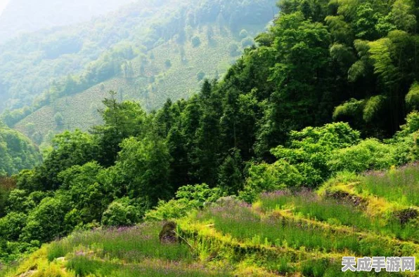 阴阳师探秘，竹林石台线索揭秘与深度玩法攻略