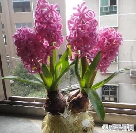 崩坏3蔷薇誓言服装补给全解析，珍稀时装与丰厚奖励等你来拿！