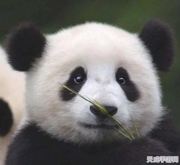 太极熊猫新武神争霸，揭秘输出之王与优选之选