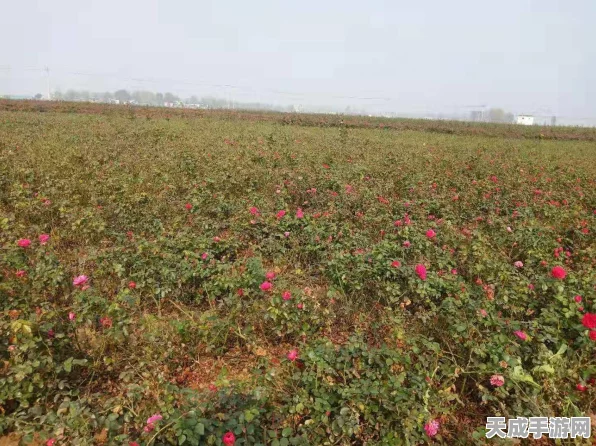 龙之谷红龙之殇伊丽莎白声优揭秘，知名声优献声，更多作品精彩纷呈