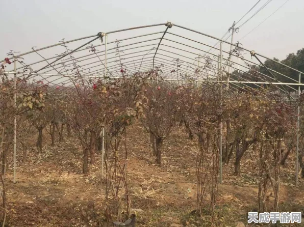 小森生活，解锁高效种植秘籍，速升种植等级大赛攻略