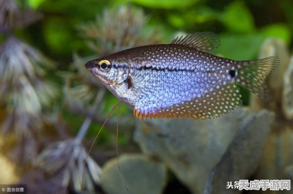 闪耀马来西亚！闪烁之光最美女玩家游戏之旅与浪漫邂逅揭秘