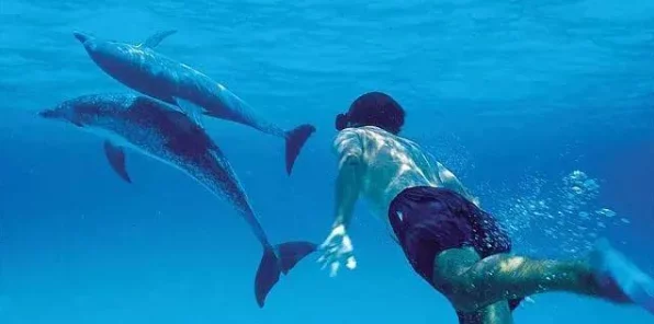 妄想山海豚人村奇幻之旅，揭秘深海秘境，争夺珍稀宝藏