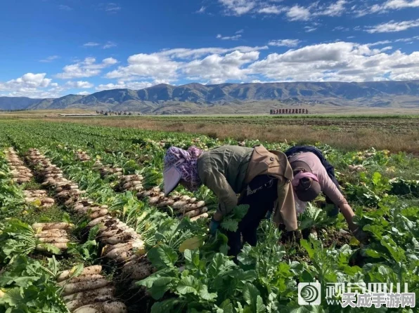 保卫萝卜2极地冒险第5关，雪地金萝卜全攻略，解锁极地秘密！