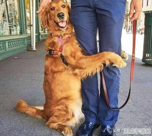 迷你世界，揭秘狗狗繁衍的奇妙之旅与最新玩法动态