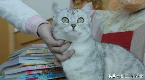 不思议迷宫养狗新手攻略，从零开始的萌宠养成之旅