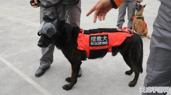 辐射避难所人口分配策略，打造高效生存社区的关键