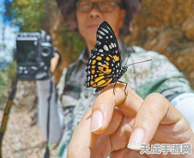 少女前线，茧中蝶影梦幻启航，全新活动细节揭秘