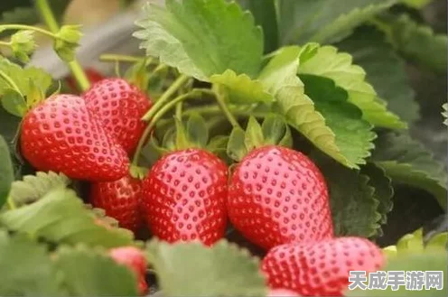 魔兽世界，揭秘特效敏捷药剂配方获取攻略，助你战力飙升！