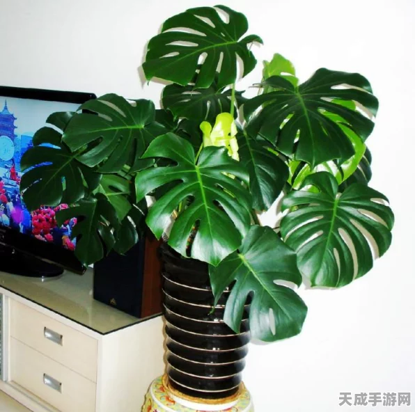 解锁秘籍！植物大战僵尸2玩玩小游戏全攻略