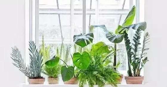 解锁秘籍！植物大战僵尸2玩玩小游戏全攻略