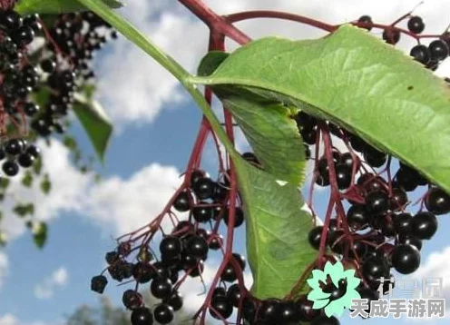 最强蜗牛攻略揭秘，解锁接骨木魔杖的终极途径