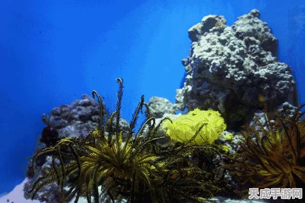 航海王启航，高手进阶秘籍，解锁海域争霸新篇章