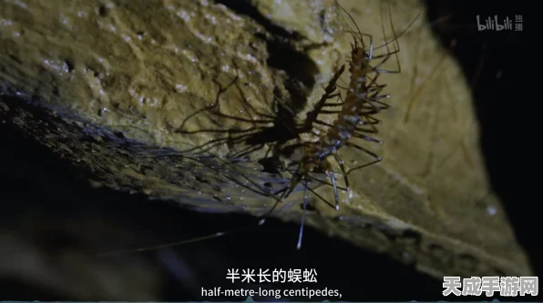 深度解析，自在西游蜘蛛精技能全攻略，助你精准把控战斗节奏