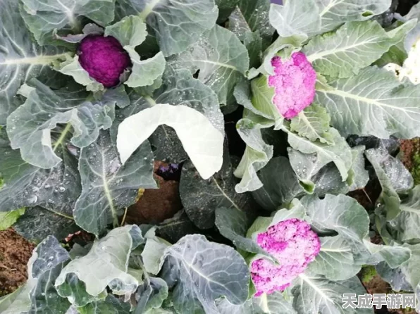 生化危机2重制版，揭秘研究所植物园密码，解锁隐藏剧情全攻略