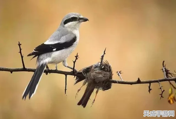 撸串大师养成记，走起撸个串游戏下载及深度解析