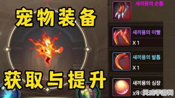 DNF手游宠物装备获取攻略，解锁强力伙伴的秘诀！