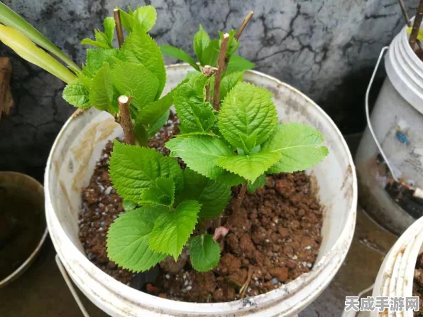 梦幻西游手游新变革，口袋版精力兑换比例大调整，玩家福利全面升级