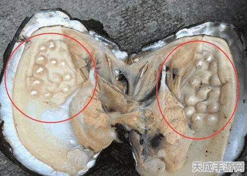 迷你世界探秘，高效获取贝壳珍珠的绝妙技巧！