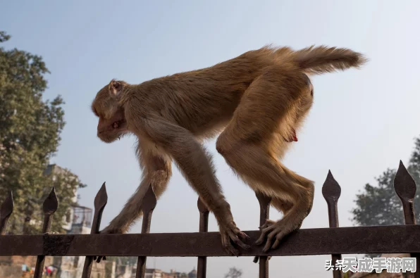 生物原型手游，探索自然奥秘的奇幻之旅