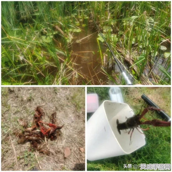 创造与魔法深度攻略，揭秘小龙虾垂钓秘境，踏上一场寻宝般的钓点探险