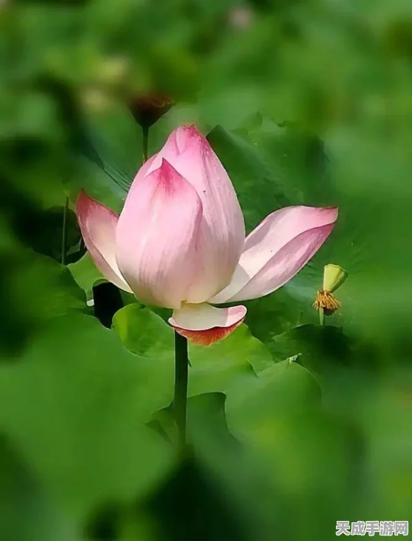阴阳师携同召唤福利大揭秘，领取攻略与最新赛事详情