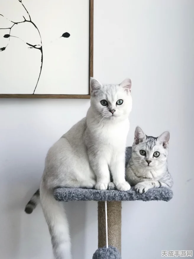 揭秘猫之城忍耐率计算机制，策略与技巧的终极较量