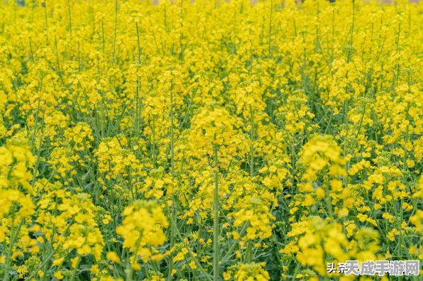 奇迹暖暖新风尚，烟岚流云套装绝美登场，限时获取攻略大揭秘