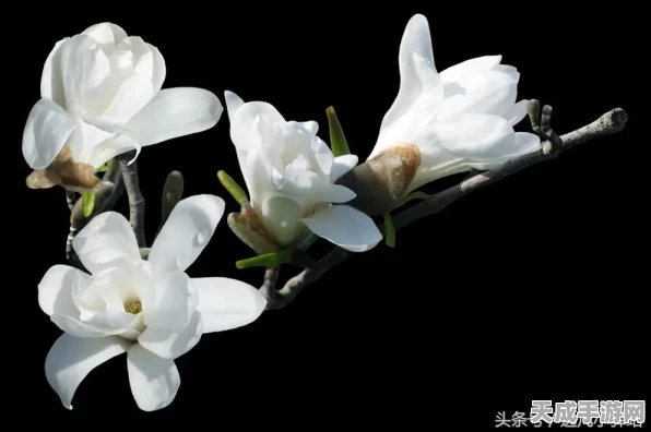 烟雨江湖少林寺佛香烧香攻略，探寻武学圣地，点燃修行之路