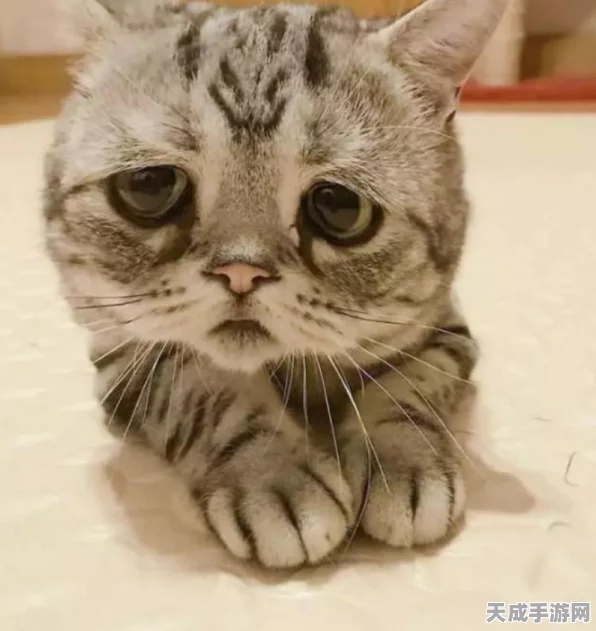 猫和老鼠手游登录难题全解析，玩家必看！