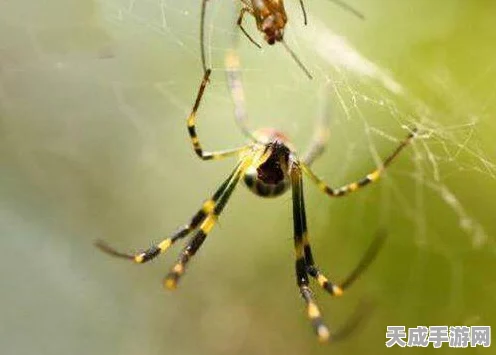 阴阳师新卡揭秘，络新妇强度解析与实战应用