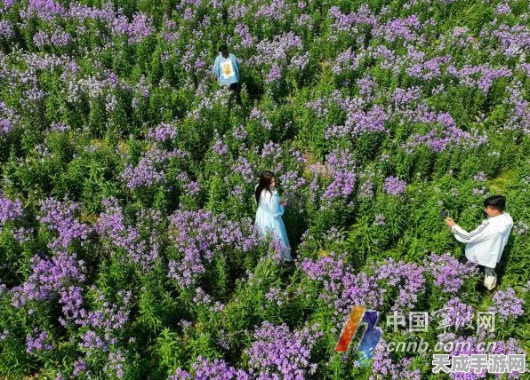 我的世界花卉收集秘籍，解锁多彩世界的园艺攻略