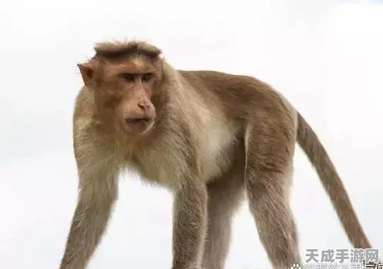 我的世界大更新爆料，全新生物群落登场，探索无限可能！