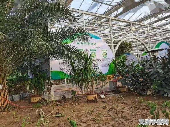 小森生活探索指南，揭秘香蕉树的神秘栖息地