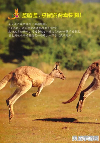 手游新体验，动物星球3D科普互动赛，袋鼠母子情深挑战上线