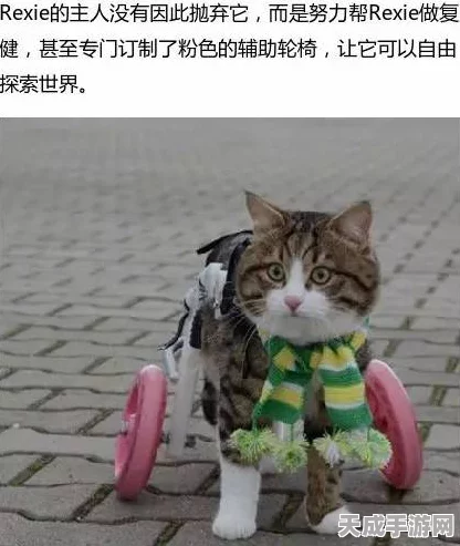 遇见萌宠新纪元，遇见你的猫完整版下载指南及深度解析