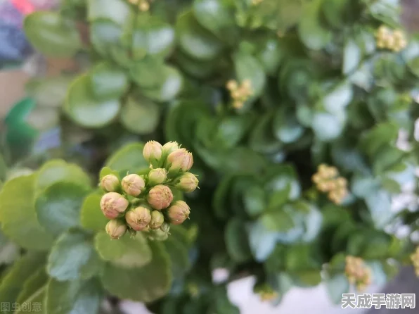 我的世界揭秘，高效骨粉制造术，打造繁茂农场秘籍