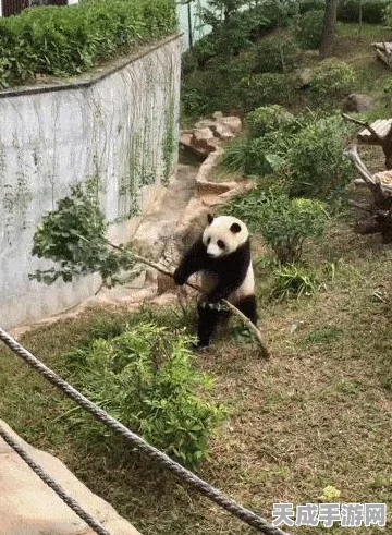 疯狂动物园，解锁隐藏动物的终极秘籍，探索未知惊喜！