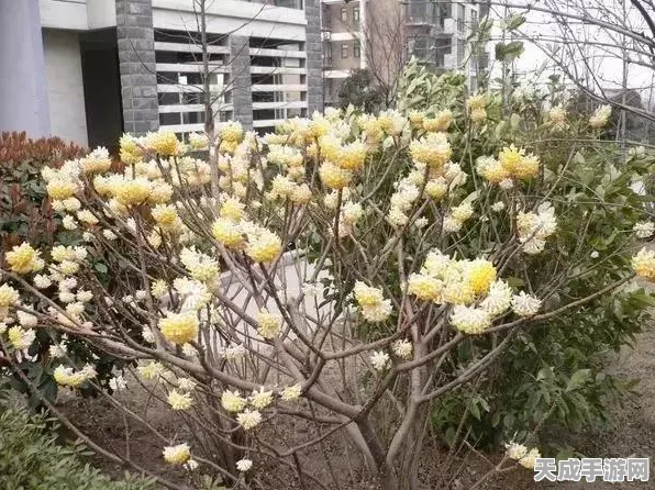 揭秘元气骑士中曼珠沙华的神秘力量，解锁隐藏属性与战斗技巧
