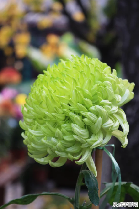 生肖传说重阳佳节庆典，登高赏菊赢取豪华礼包，精彩活动不容错过！
