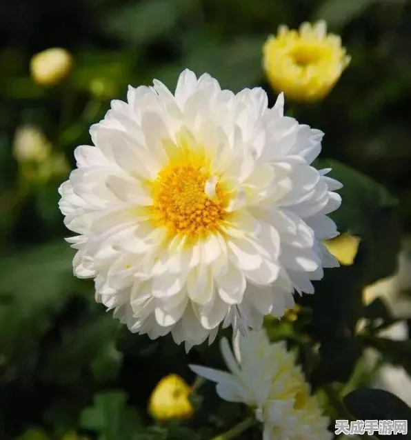 生肖传说重阳佳节庆典，登高赏菊赢取豪华礼包，精彩活动不容错过！