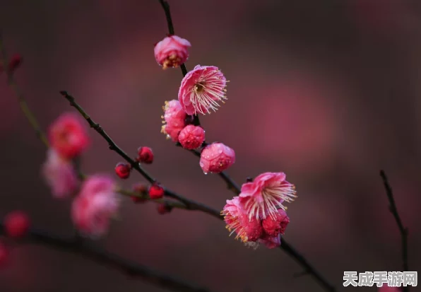 烟雨江湖画卷之谜，解锁主线任务的全面攻略
