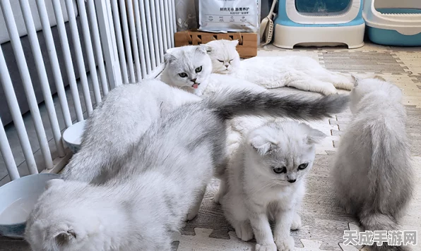 碧蓝航线深度解析，小猎兔犬的培养价值及实战表现